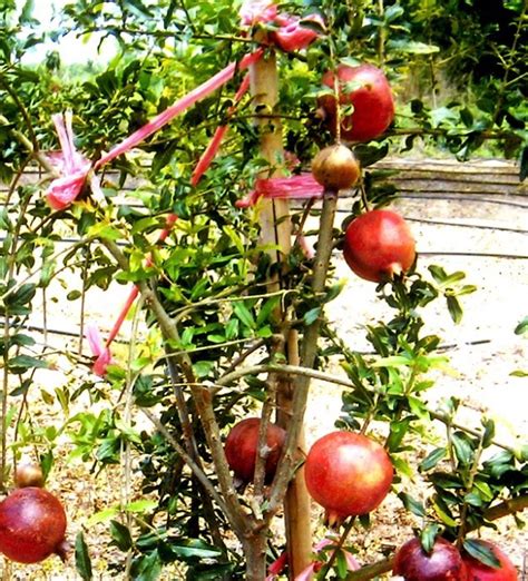 大果石榴種植|石榴種植管理